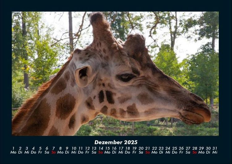 Produktbild: Giraffen 2025 Fotokalender DIN A4