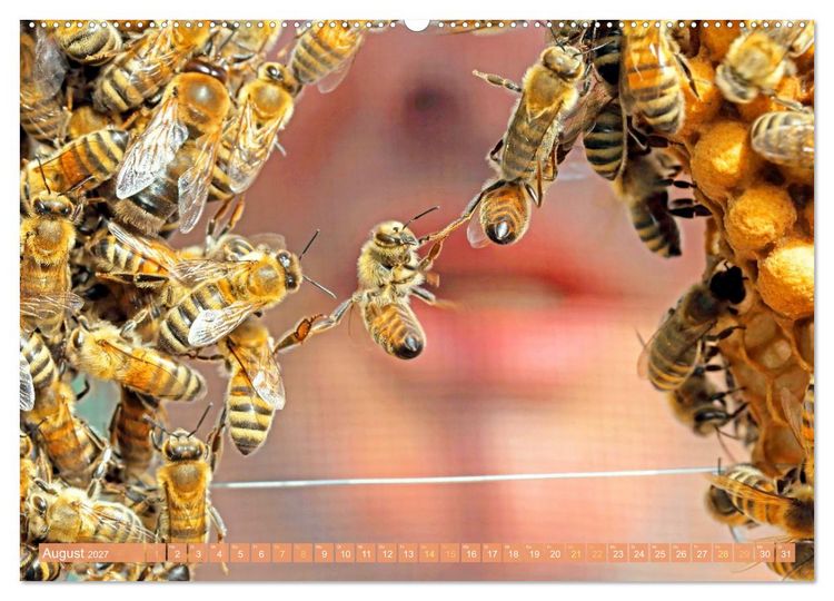 Produktbild: Ein Leben f&uuml;r den Honig: Bienen und Imker (hochwertiger Premium Wandkalender 2027 DIN A2 quer), Kunstdruck in Hochglanz