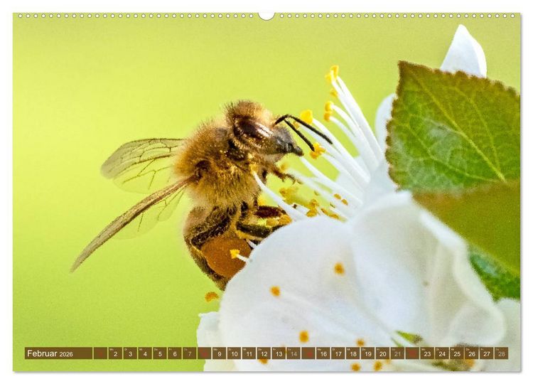 Produktbild: BIENEN - Kleine N&uuml;tzlinge ganz gro&szlig; (Wandkalender 2026 DIN A2 quer), CALVENDO Monatskalender
