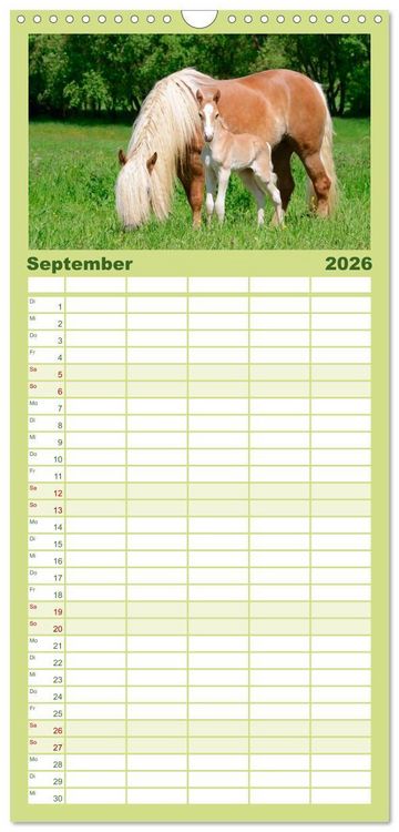 Produktbild: Familienplaner 2026 - Haflinger Fohlen mit 5 Spalten (Wandkalender, 21 x 45 cm) CALVENDO