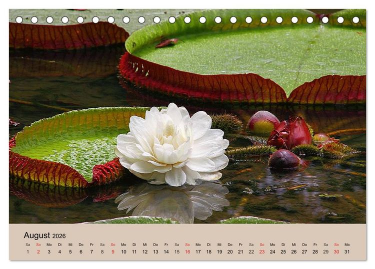 Produktbild: Brasilien. Impressionen (Tischkalender 2026 DIN A5 quer), CALVENDO Monatskalender