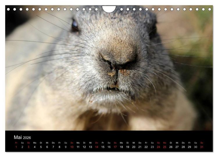 Produktbild: Murmeltiere (Wandkalender 2026 DIN A4 quer), CALVENDO Monatskalender