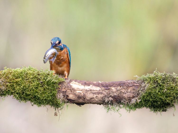 Produktbild: CALVENDO Puzzle Eisvogel mit Fisch im Schnabel | 1000 Teile Lege-Gr&ouml;&szlig;e 64x48cm Foto-Puzzle f&uuml;r gl&uuml;ckliche Stunden