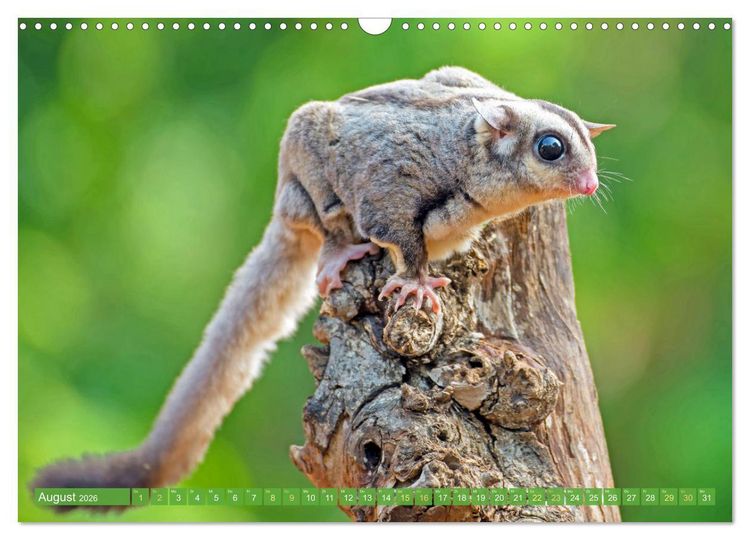 Produktbild: Leben im Dschungel: Der Regenwald ist ein Paradies f&uuml;r Tiere (Wandkalender 2026 DIN A3 quer), CALVENDO Monatskalender
