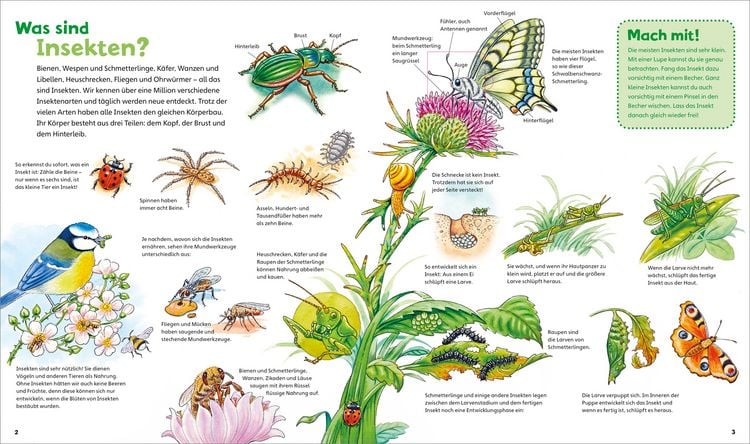 Produktbild: WAS IST WAS Junior Band 33. Insekten