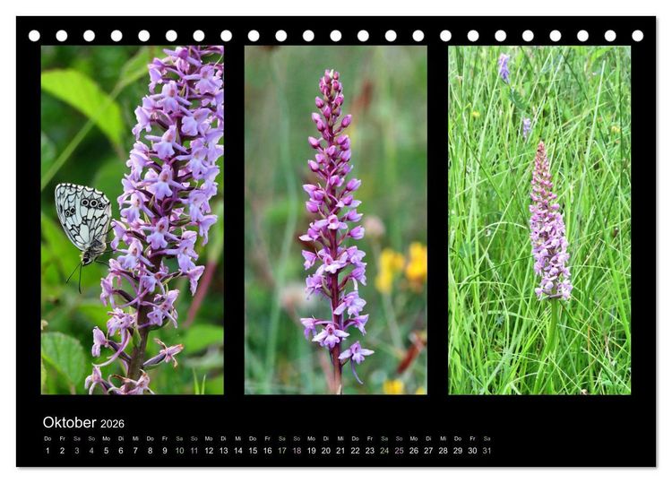 Produktbild: Heimische Orchideen im Dreierpack (Tischkalender 2026 DIN A5 quer), CALVENDO Monatskalender