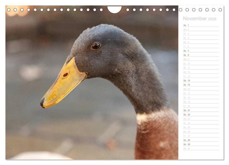Produktbild: Laufenten - tierisch liebenswerte Zeitgenossen (Wandkalender 2026 DIN A4 quer), CALVENDO Monatskalender