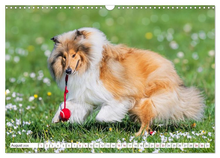 Produktbild: Der Collie - ein Hund f&uuml;rs Herz (Wandkalender 2026 DIN A3 quer), CALVENDO Monatskalender