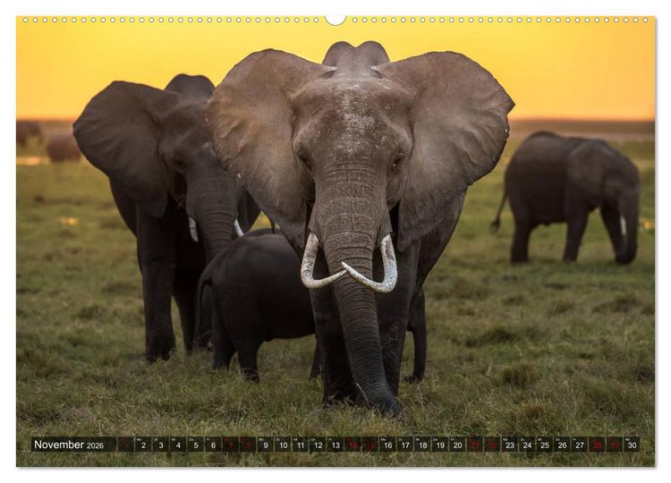Produktbild: Auf Safari in Kenia 2026 (hochwertiger Premium Wandkalender 2026 DIN A2 quer), Kunstdruck in Hochglanz