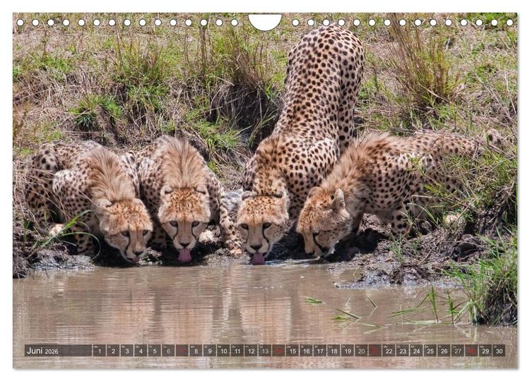 Produktbild: Raubkatzen Afrikas (Wandkalender 2026 DIN A4 quer), CALVENDO Monatskalender