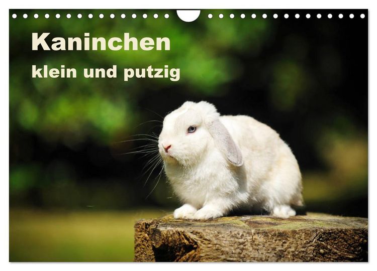 Produktbild: Kaninchen klein und putzig (Wandkalender 2026 DIN A4 quer), CALVENDO Monatskalender