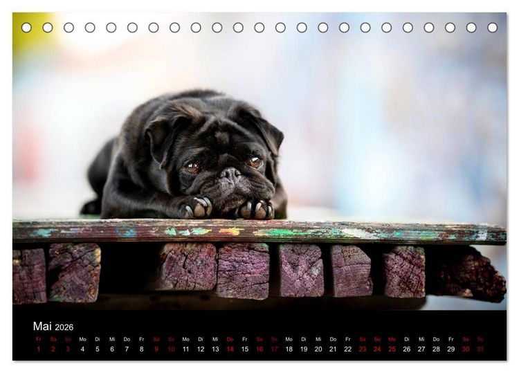 Produktbild: Diesel - ein mopsiges Leben (Tischkalender 2026 DIN A5 quer), CALVENDO Monatskalender