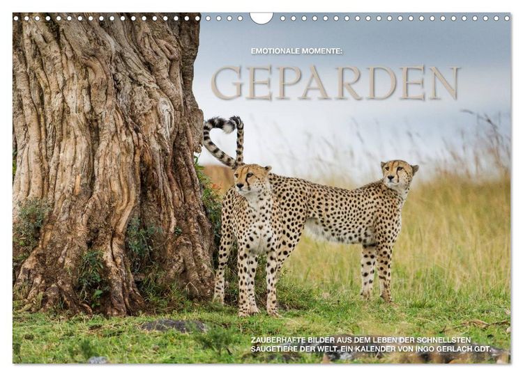 Produktbild: Emotionale Momente: Geparden (Wandkalender 2026 DIN A3 quer), CALVENDO Monatskalender