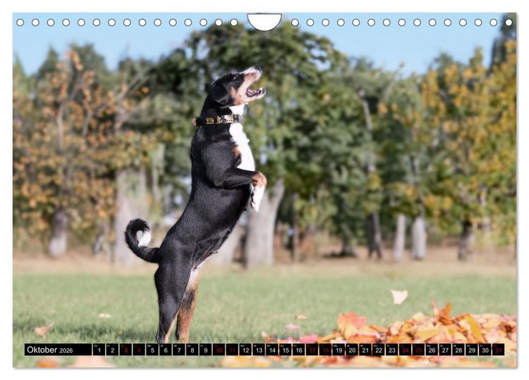 Produktbild: Appenzeller Sennenhunde - Fr&ouml;hliche Kameraden (Wandkalender 2026 DIN A4 quer), CALVENDO Monatskalender