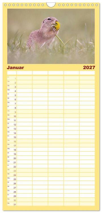 Produktbild: Familienplaner 2027 - Zauberhafte Ziesel mit 5 Spalten (Wandkalender, 21 x 45 cm) CALVENDO