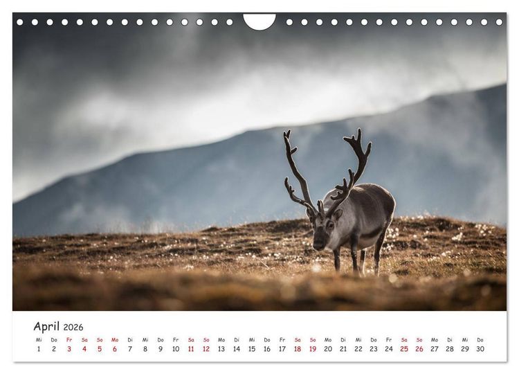 Produktbild: Rentiere (Wandkalender 2026 DIN A4 quer), CALVENDO Monatskalender