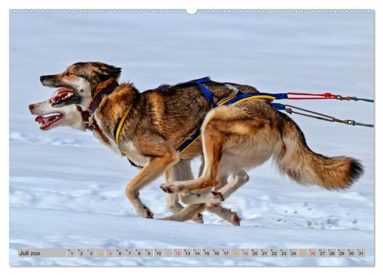 Produktbild: Huskies - Schlittenhunde (Wandkalender 2026 DIN A2 quer), CALVENDO Monatskalender