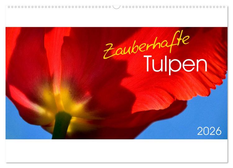 Produktbild: Zauberhafte Tulpen (Wandkalender 2026 DIN A2 quer), CALVENDO Monatskalender