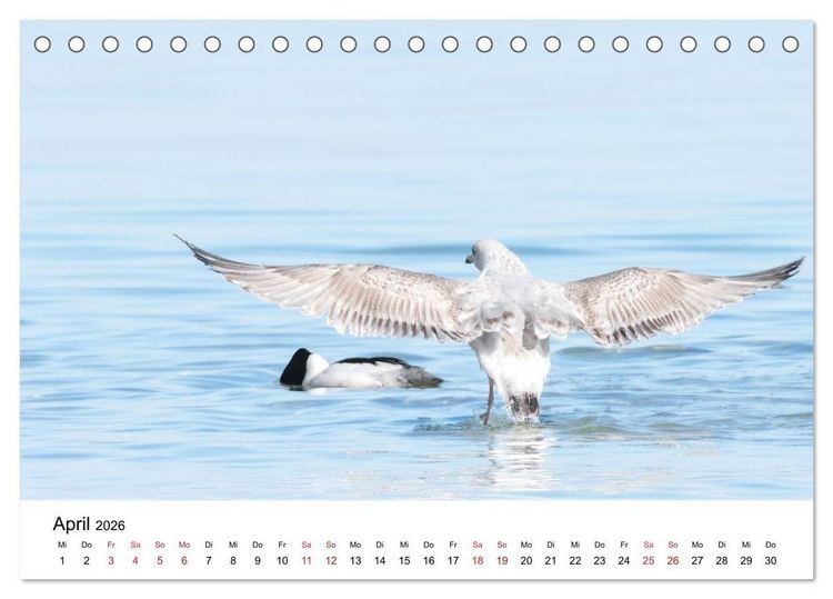 Produktbild: Wasserv&ouml;gel der Ostsee - Impressionen aus der L&uuml;becker Bucht (Tischkalender 2026 DIN A5 quer), CALVENDO Monatskalender