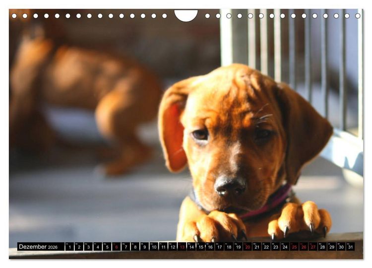 Produktbild: Rhodesian Ridgeback - Schnappsch&uuml;sse - (Wandkalender 2026 DIN A4 quer), CALVENDO Monatskalender
