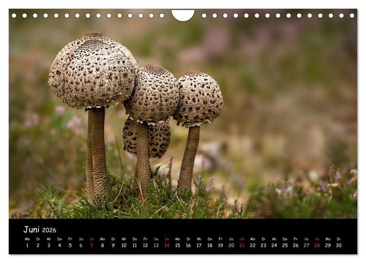 Produktbild: Pilzgalerie (Wandkalender 2026 DIN A4 quer), CALVENDO Monatskalender