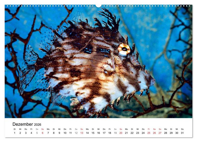 Produktbild: Fischzauber - Wundervolle Aquarienfische (hochwertiger Premium Wandkalender 2026 DIN A2 quer), Kunstdruck in Hochglanz