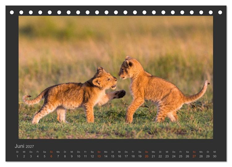 Produktbild: L&ouml;wen Wildlife-Fotografien (Tischkalender 2027 DIN A5 quer), CALVENDO Monatskalender