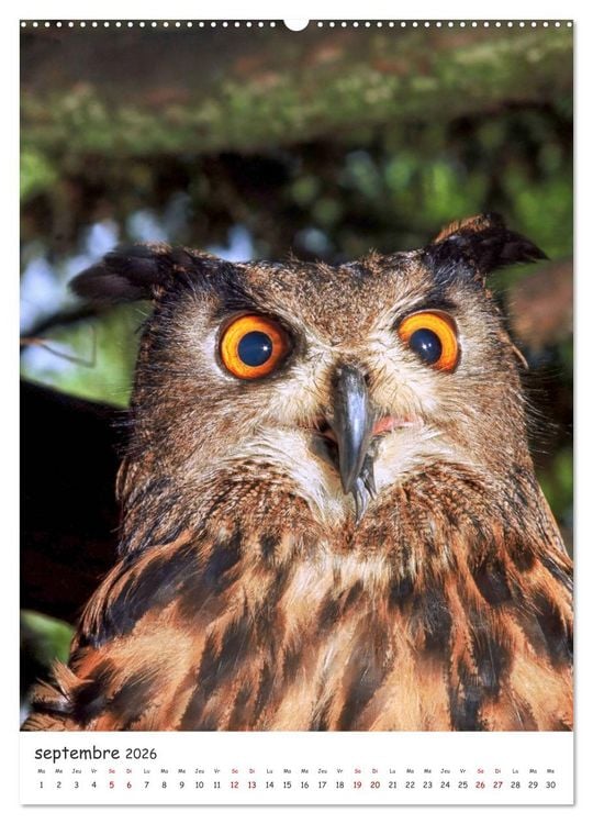 Produktbild: Une vie de hibou les oiseaux (Calendrier mural 2026 DIN A2 horizontal) calendrier de bureau