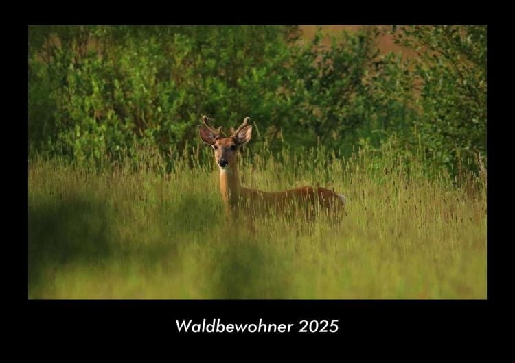 Produktbild: Waldbewohner 2025 Fotokalender DIN A3