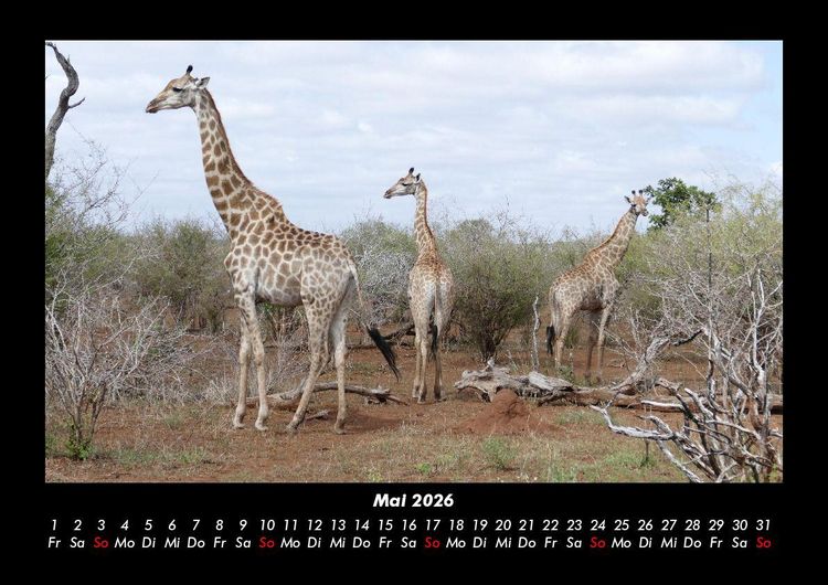 Produktbild: Giraffen 2026 Fotokalender DIN A3