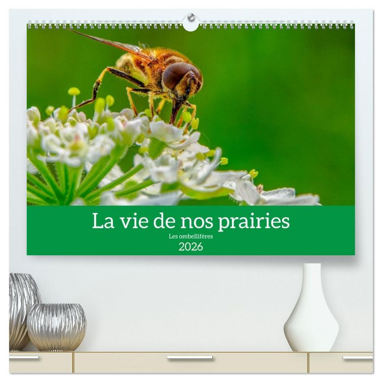 Produktbild: La vie de nos prairie, les ombellif&egrave;res (Calendrier mural 2026 DIN A2 vertical) calendrier de bureau