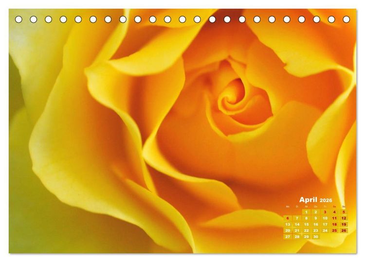 Produktbild: Rosen, die K&ouml;nigin der Blumen (Tischkalender 2026 DIN A5 quer), CALVENDO Monatskalender