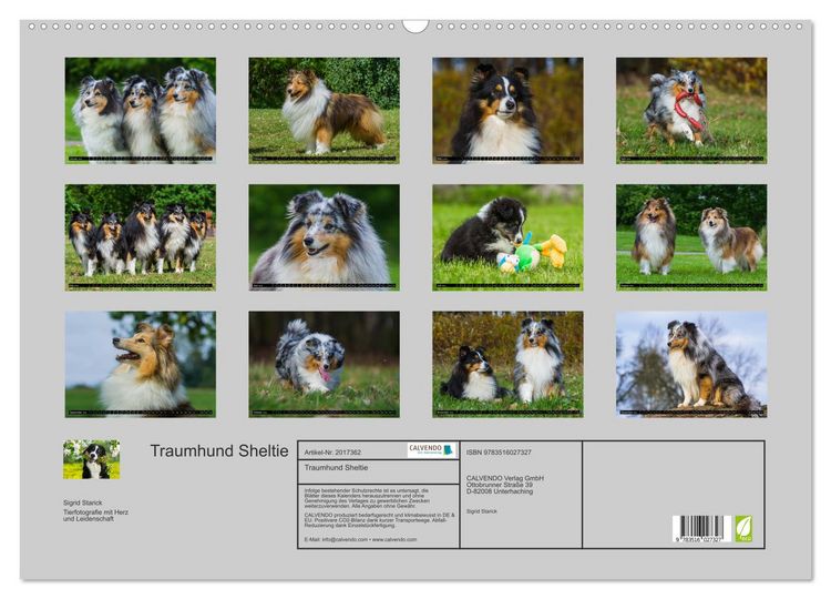 Produktbild: Traumhund Sheltie (Wandkalender 2026 DIN A2 quer), CALVENDO Monatskalender