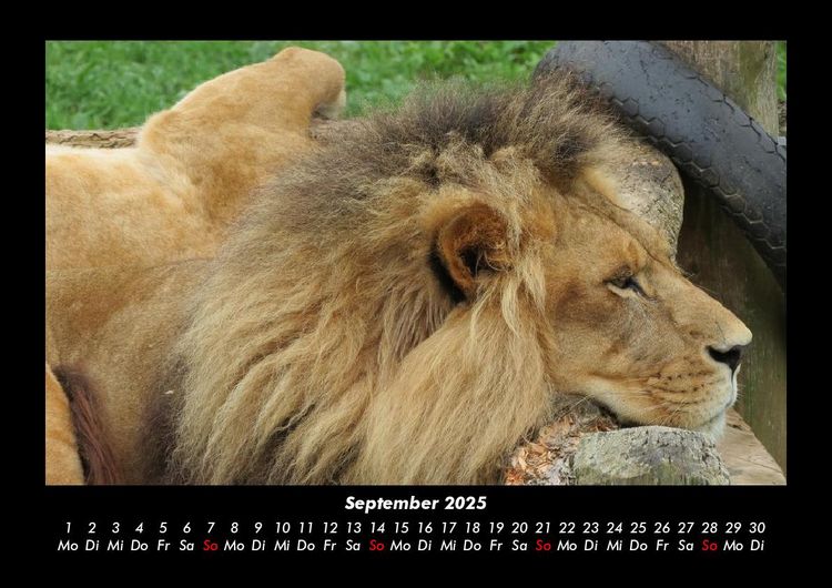 Produktbild: Tiere in der Wildnis 2025 Fotokalender DIN A3