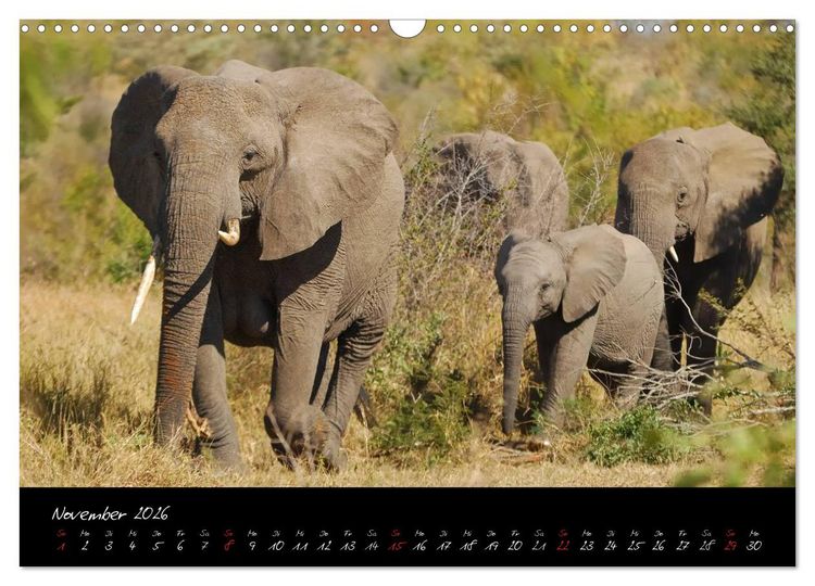 Produktbild: S&uuml;dafrika (Wandkalender 2026 DIN A3 quer), CALVENDO Monatskalender