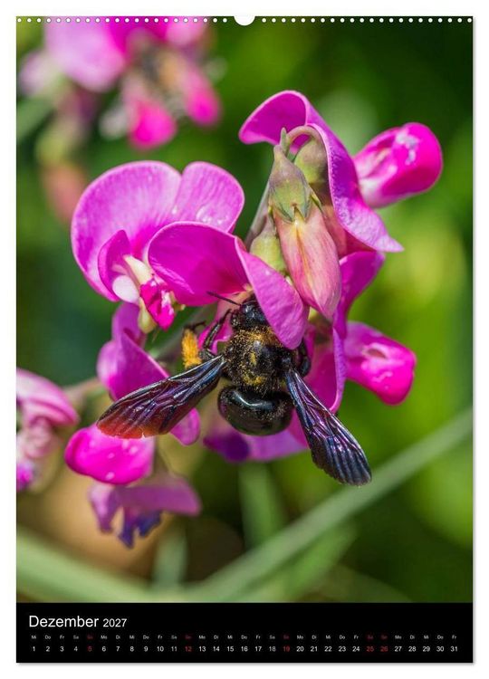 Produktbild: Bienenkalender (Wandkalender 2027 DIN A2 hoch), CALVENDO Monatskalender