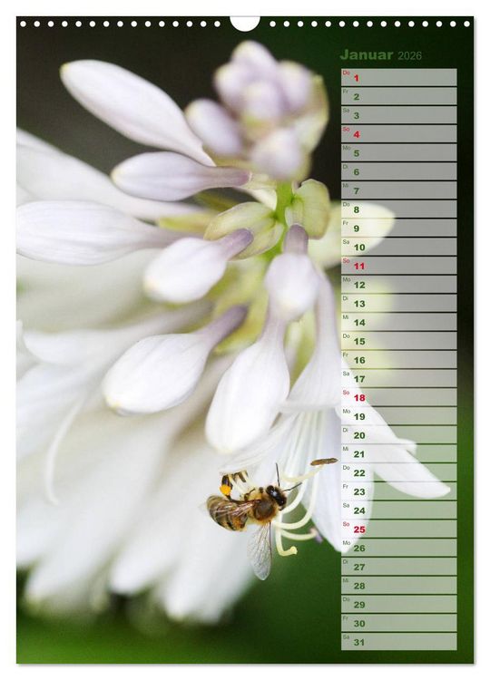 Produktbild: Hostas Herzblattlilien Funkien (Wandkalender 2026 DIN A3 hoch), CALVENDO Monatskalender