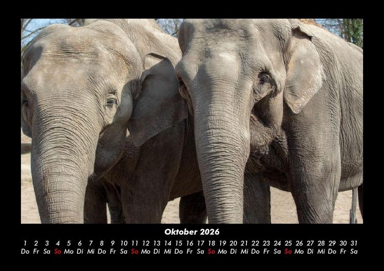 Produktbild: Elefanten - Die sanften Riesen Afrikas 2026 Fotokalender DIN A3