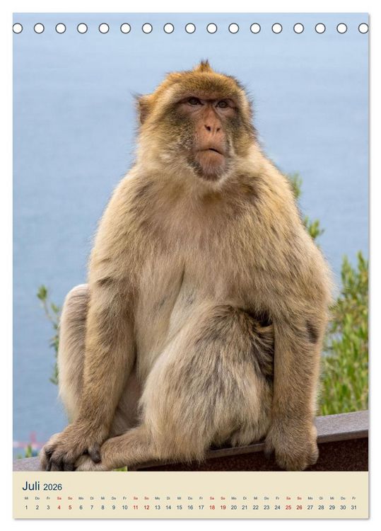 Produktbild: Gibraltar - Die Heimat der Berberaffen auf dem Rock (Tischkalender 2026 DIN A5 hoch), CALVENDO Monatskalender