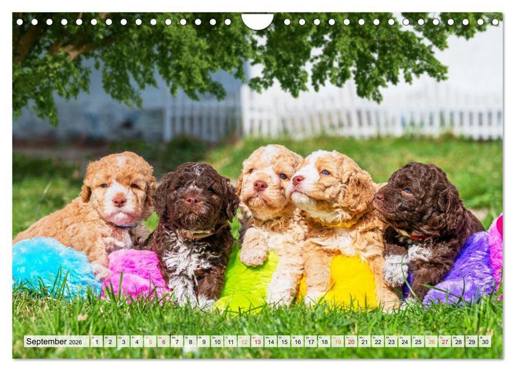 Produktbild: Lagotto Romagnolo - der Tr&uuml;ffelhund Italiens (Wandkalender 2026 DIN A4 quer), CALVENDO Monatskalender