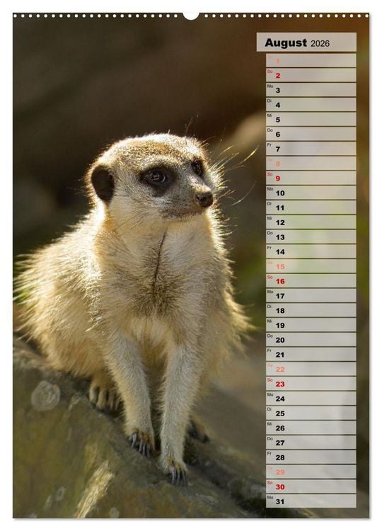 Produktbild: Erdm&auml;nnchen, putzige Kerlchen mit gro&szlig;en Knopfaugen (Wandkalender 2026 DIN A2 hoch), CALVENDO Monatskalender