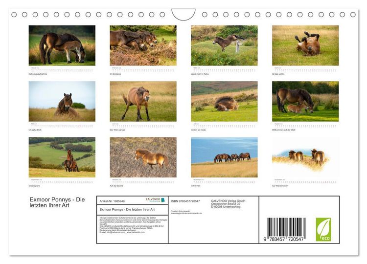 Produktbild: Exmoor Ponnys - Die letzten Ihrer Art (Wandkalender 2026 DIN A4 quer), CALVENDO Monatskalender