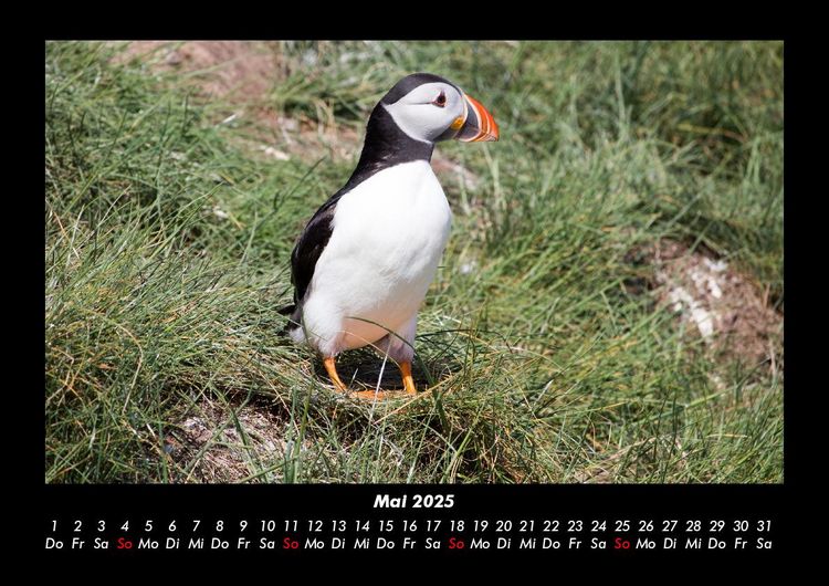 Produktbild: Welt der V&ouml;gel 2025 Fotokalender DIN A3
