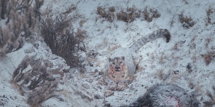 Produktbild: Der Schneeleopard