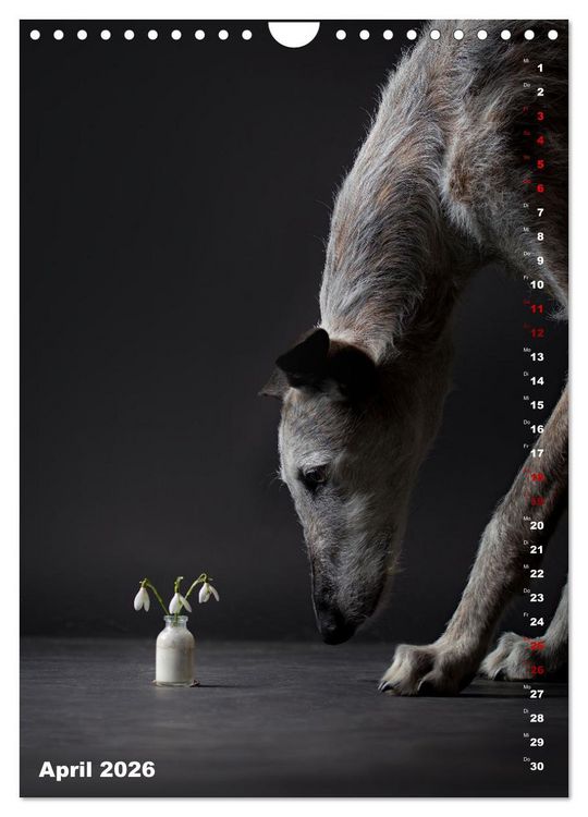 Produktbild: dogmuse deluxe (Wandkalender 2026 DIN A4 hoch), CALVENDO Monatskalender