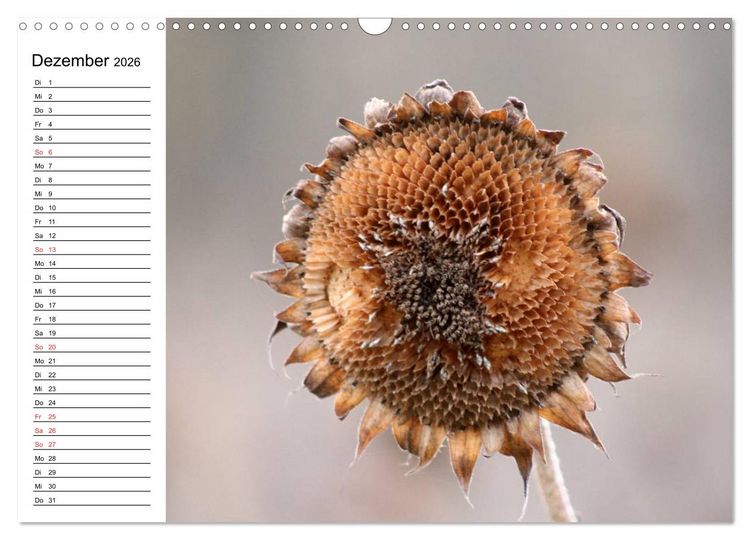 Produktbild: Sonnenblumen Impressionen (Wandkalender 2026 DIN A3 quer), CALVENDO Monatskalender