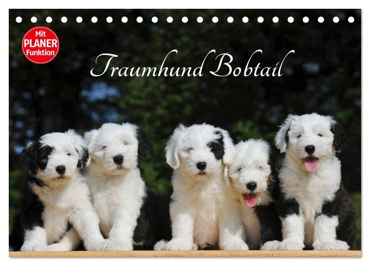 Produktbild: Traumhund Bobtail (Tischkalender 2026 DIN A5 quer), CALVENDO Monatskalender
