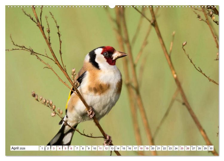 Produktbild: Sch&ouml;nheiten im Federkleid - Heimische Wildv&ouml;gel im Portrait (hochwertiger Premium Wandkalender 2026 DIN A2 quer), Kunstdruck in Hochglanz