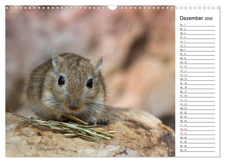 Produktbild: Mausebande (Wandkalender 2026 DIN A3 quer), CALVENDO Monatskalender