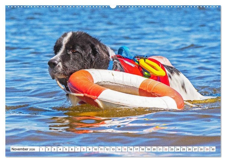 Produktbild: Landseer - Ein starker Freund auf 4 Pfoten (Wandkalender 2026 DIN A2 quer), CALVENDO Monatskalender